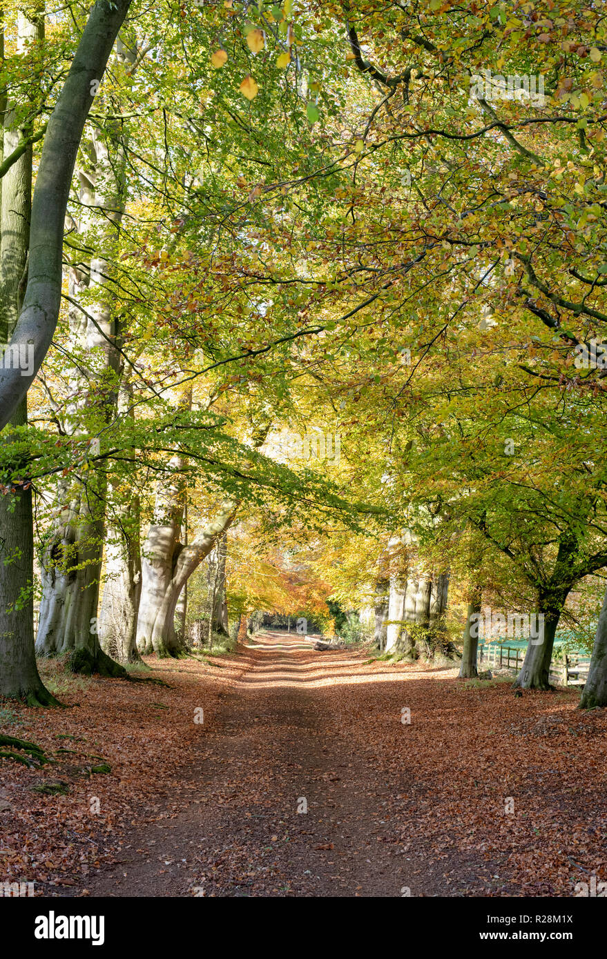 Fagus sylvatica. Autumn Beech trees along a track. Swerford, Cotswolds, Oxfordshire, England Stock Photo