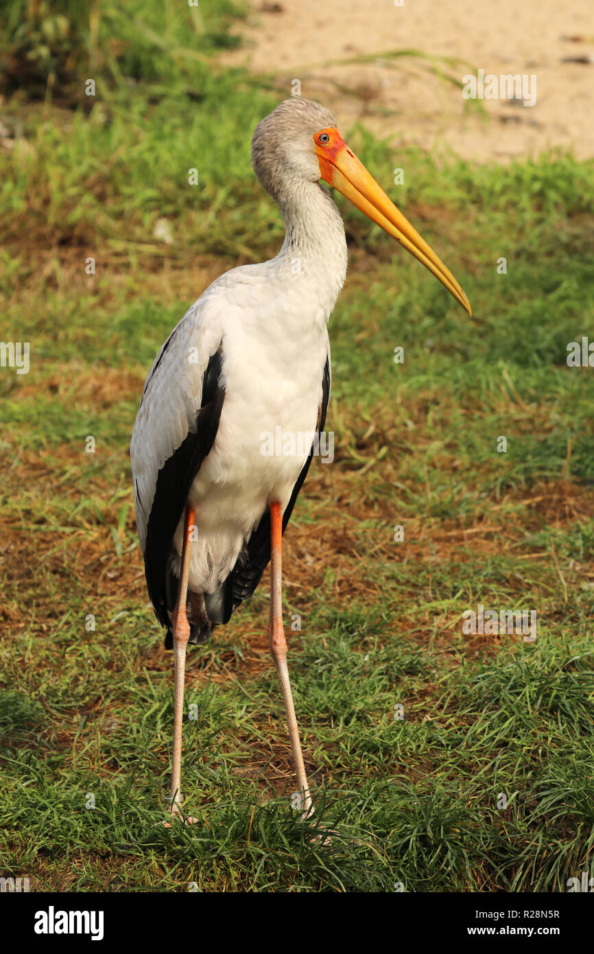 Yellow-billed stork - Mycteria ibis - large wading bird Stock Photo