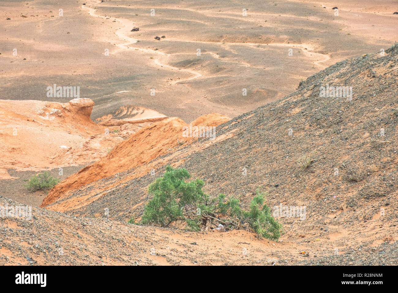Scarce vegetation with one or two Saxaul trees growing on this sandstone in the Gobi desert. Stock Photo