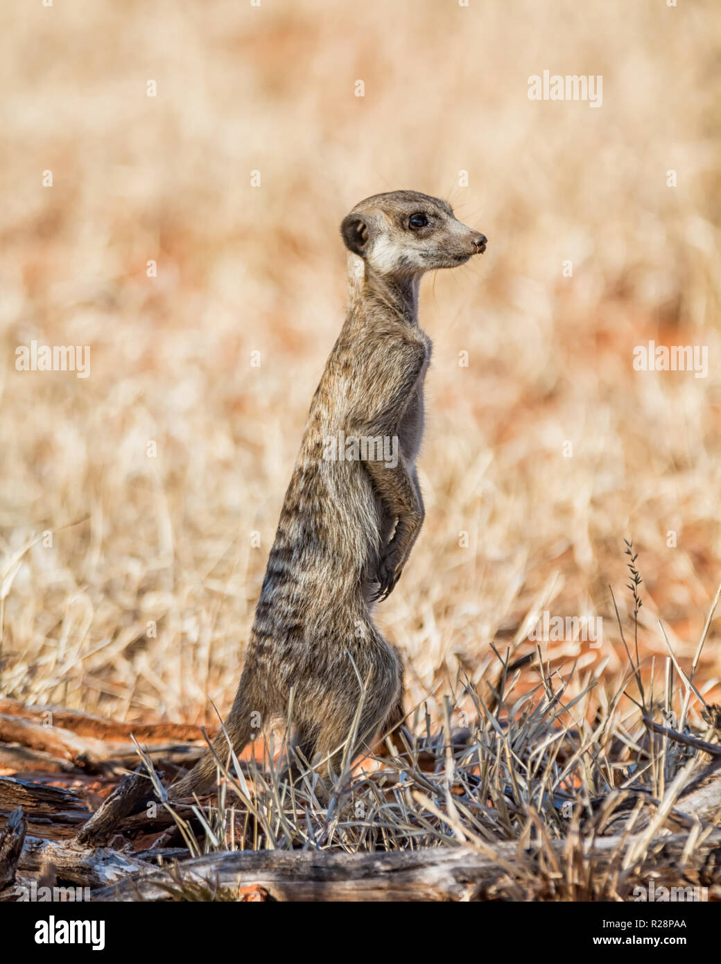 A Meerkat on sentry in Southern African savanna Stock Photo