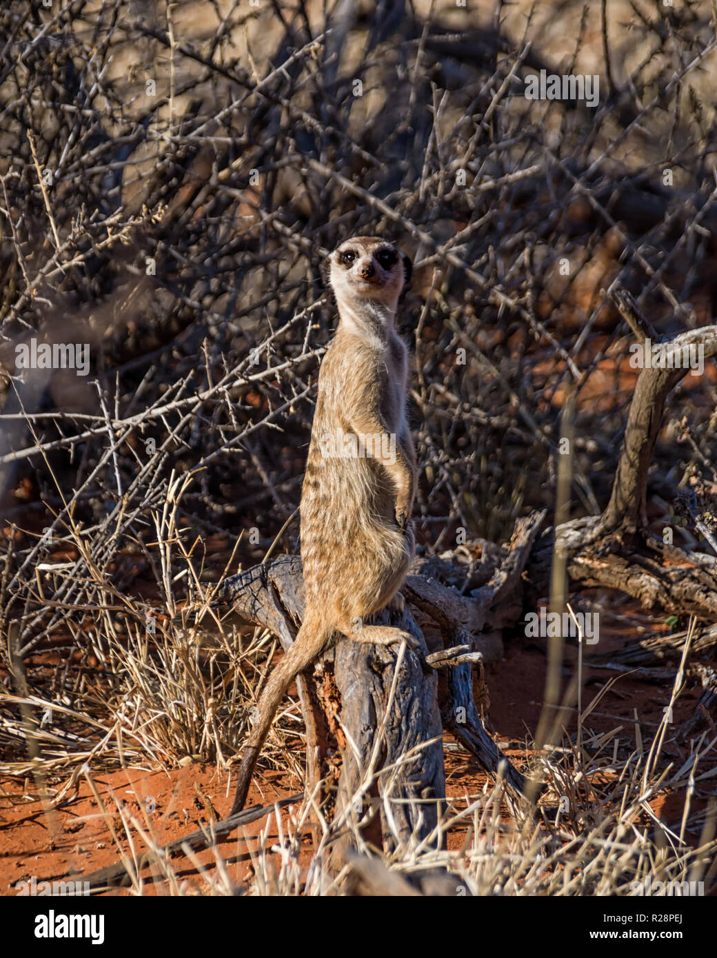 Meerkat Standing Mound Hi res Stock Photography And Images Alamy meerkat-standing-mound-hi-res-stock-photography-and-images-alamy