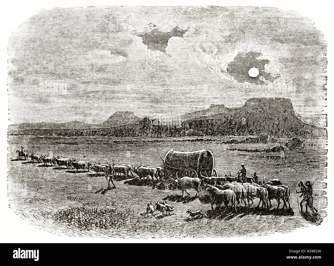 Old illustration of cattle transfer in the moonlight. By unidentified author, publ. on le Tour du Monde, Paris, 1863 Stock Photo