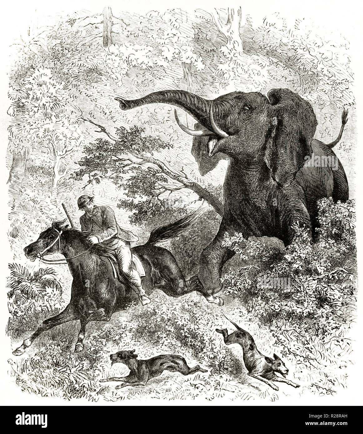 Old illustration depicting british hunter Charles Baldwin chased by furious elephant. By Janet-Lange after Baldwin, publ. on le Tour du Monde, Paris,  Stock Photo