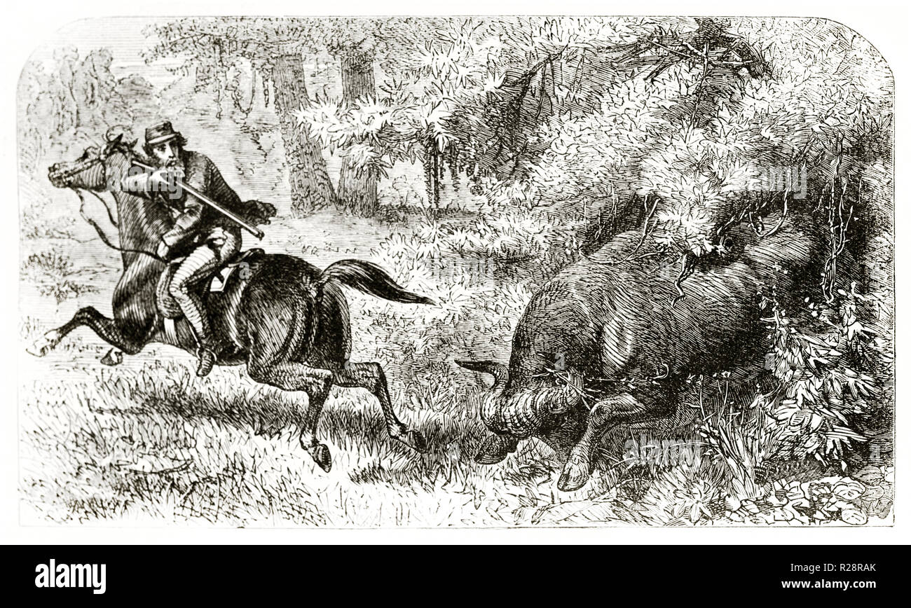 Old illustration depicting british hunter Charles Baldwin chased by furious buffalo. By Janet-Lange after Baldwin, publ. on le Tour du Monde, Paris, 1 Stock Photo