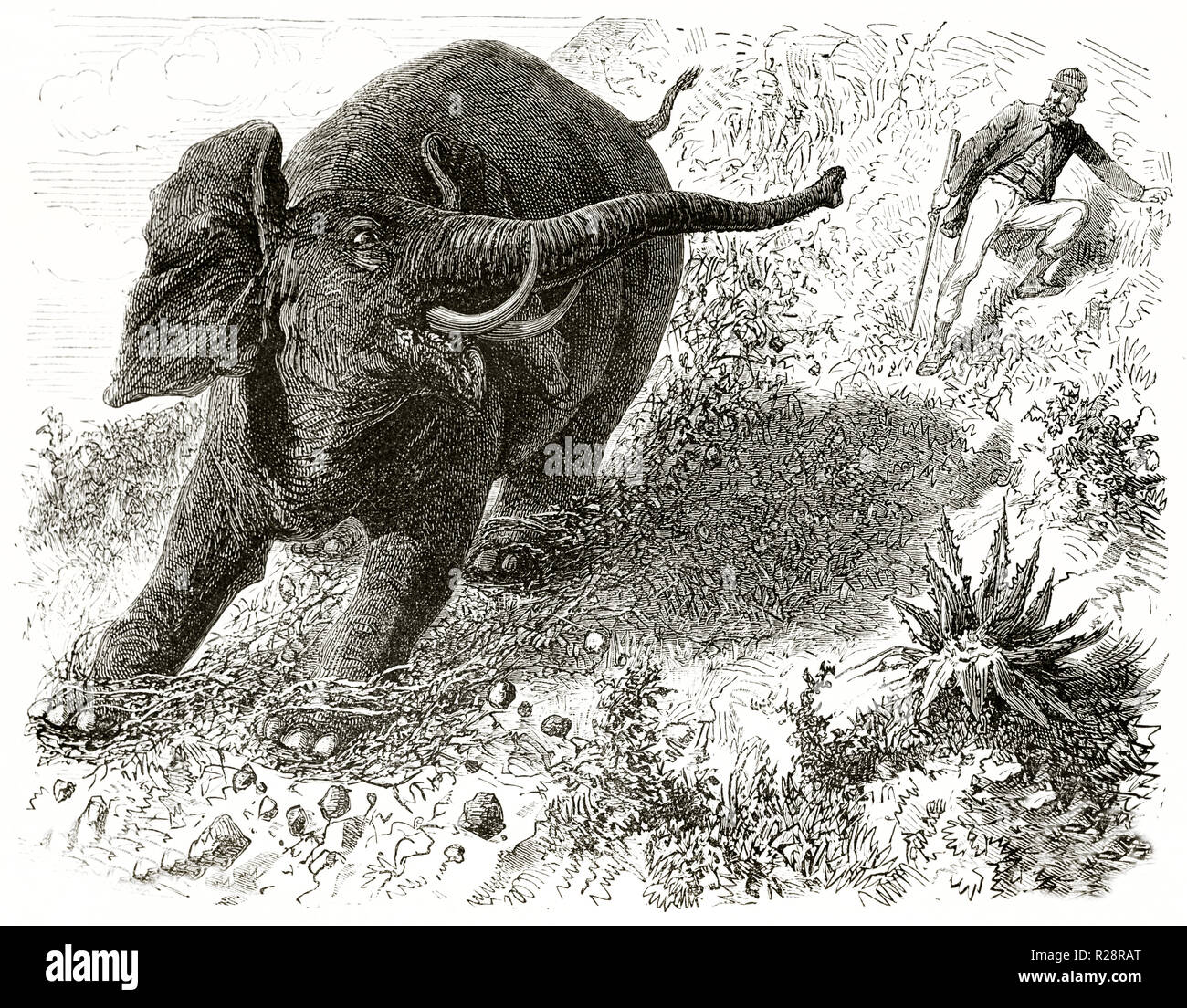 Old illustration depicting hunter Charles Baldwin chasing Elephant. By unidentified author, publ. on le Tour du Monde, Paris, 1863 Stock Photo