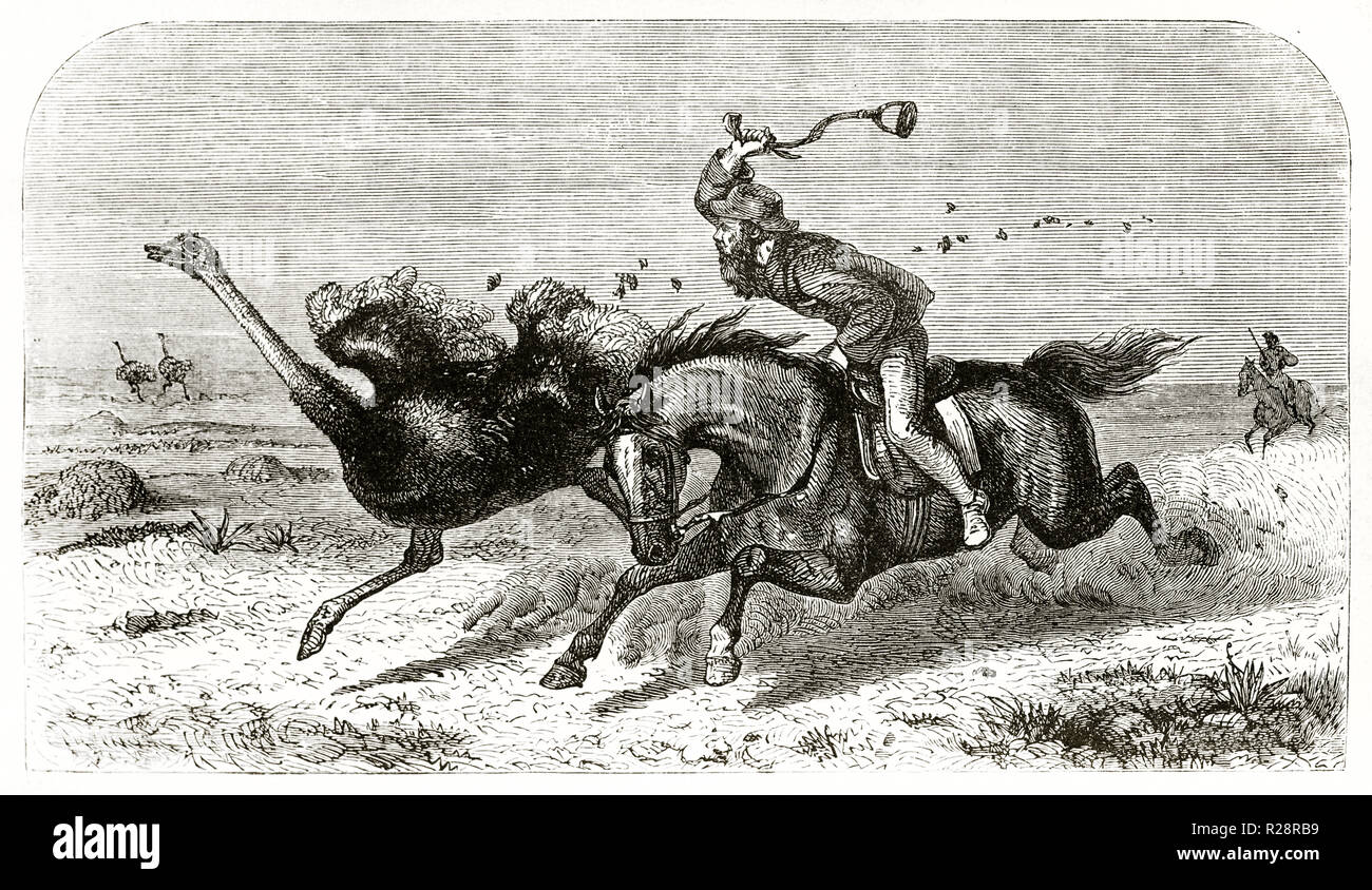 Old illustration depicting hunter Charles Baldwin hunting Ostrich. By unidentified author, publ. on le Tour du Monde, Paris, Stock Photo