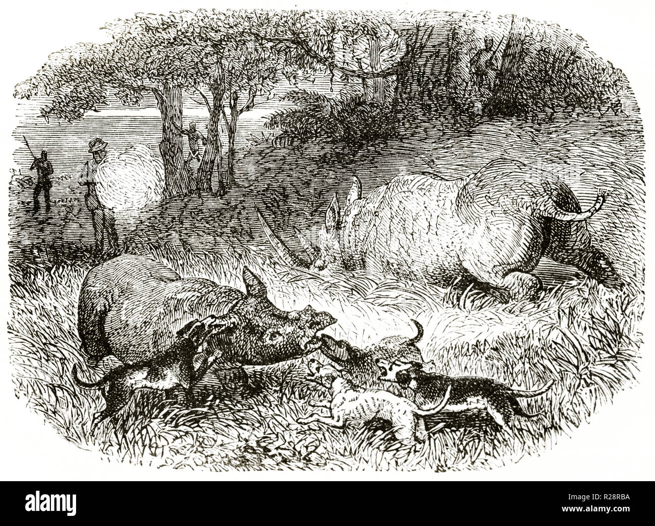Old illustration of hunter shooting Rhino while dogs attacks young. By unidentified author, publ. on le Tour du Monde, Paris, 1863 Stock Photo