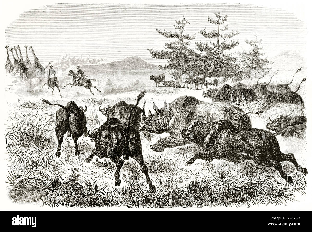 Old illustration of hunters chasing giraffes while rhinos and buffalo chasing them. By Janet-Lange after Baldwin, publ. on le Tour du Monde, Paris, 18 Stock Photo