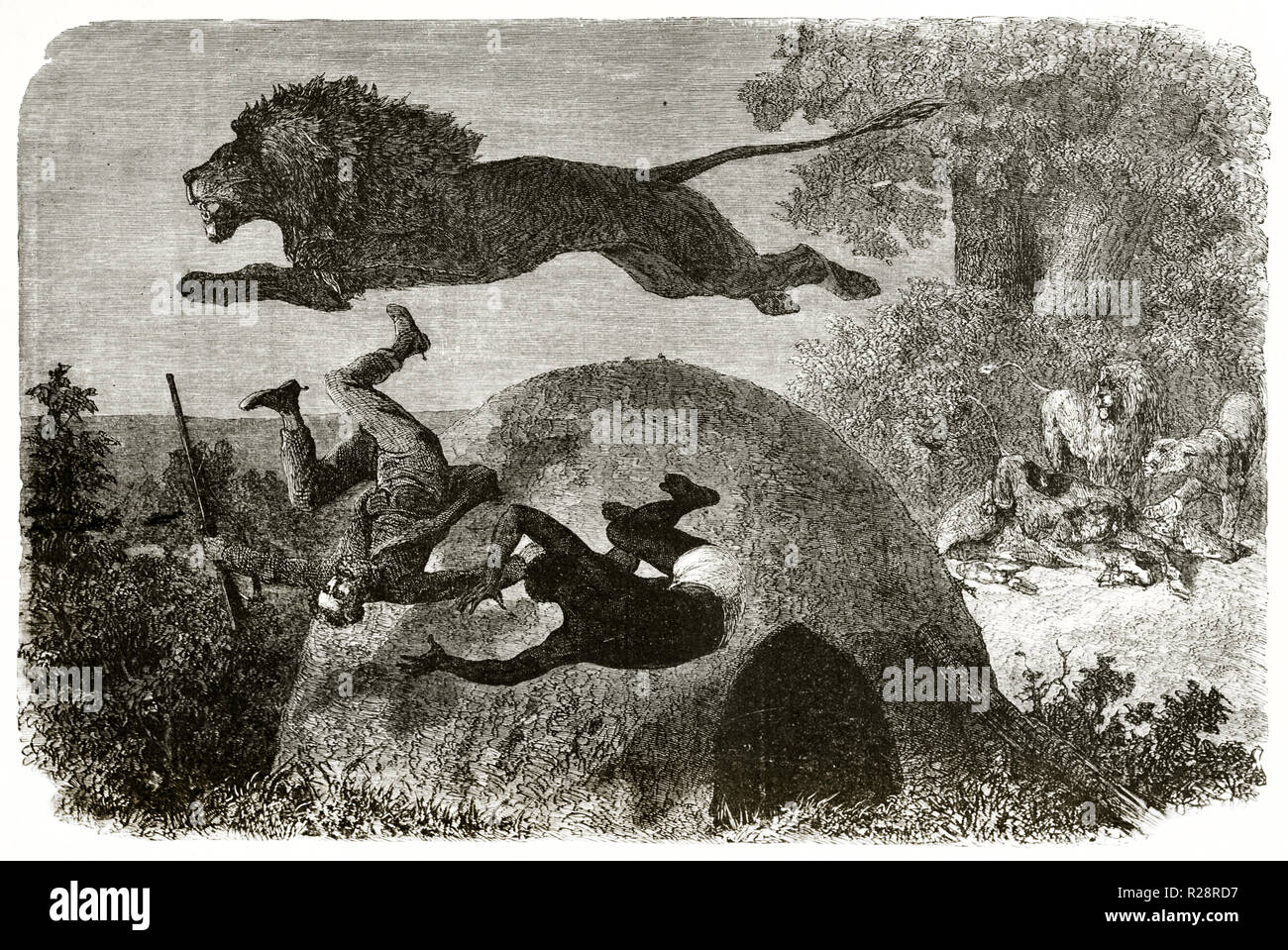 Old illustration depicting lion jumping over hunter and his assistant. By Janet-Lange after Baldwin, publ. on le Tour du Monde, Paris, 1863 Stock Photo