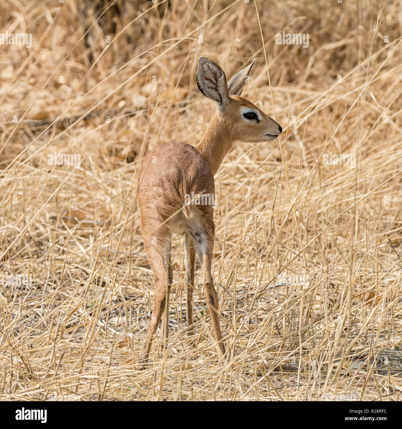 A female Steenbok antelope in Southern African savanna Stock Photo - Alamy