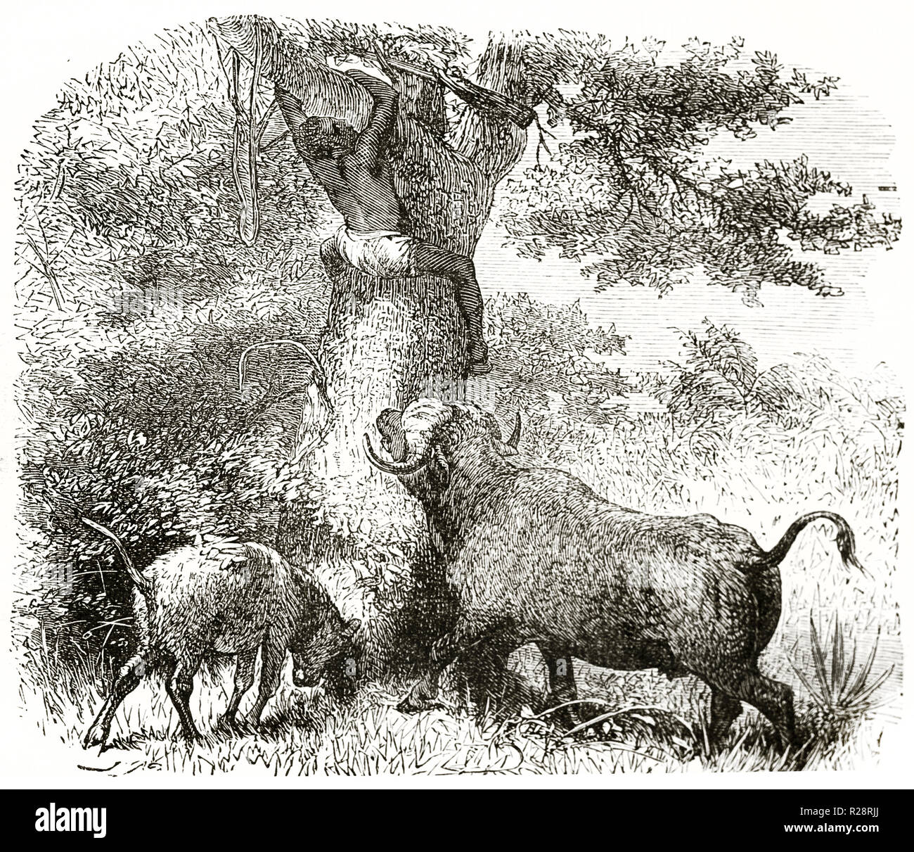 Old illustration of African indigenous climbed on a tree escaping from  buffalo. By unidentified author, publ. on le Tour du Monde, Paris, 1863  Stock Photo - Alamy