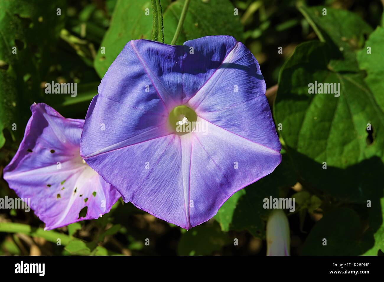 Morning Glory, Ipomoea tricolor, Convolvulaceae, Mission Beach Rainforest, Wet Tropics, Queensland, Australia Stock Photo