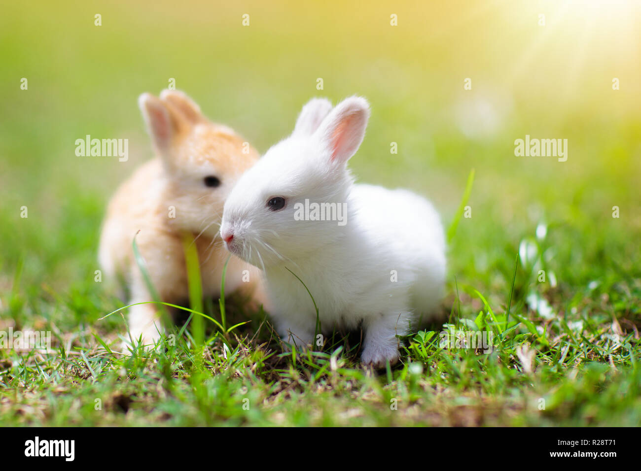 Baby rabbit eating grass outdoor on sunny summer day. Easter bunny in garden. Home pet for kid. Cute pets and animals for family with children. Stock Photo