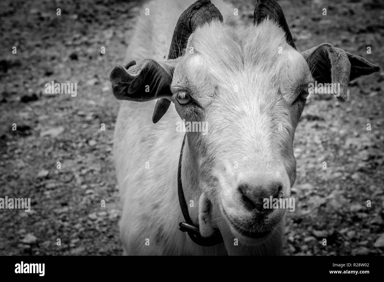Girgentana goat hires stock photography and images Alamy