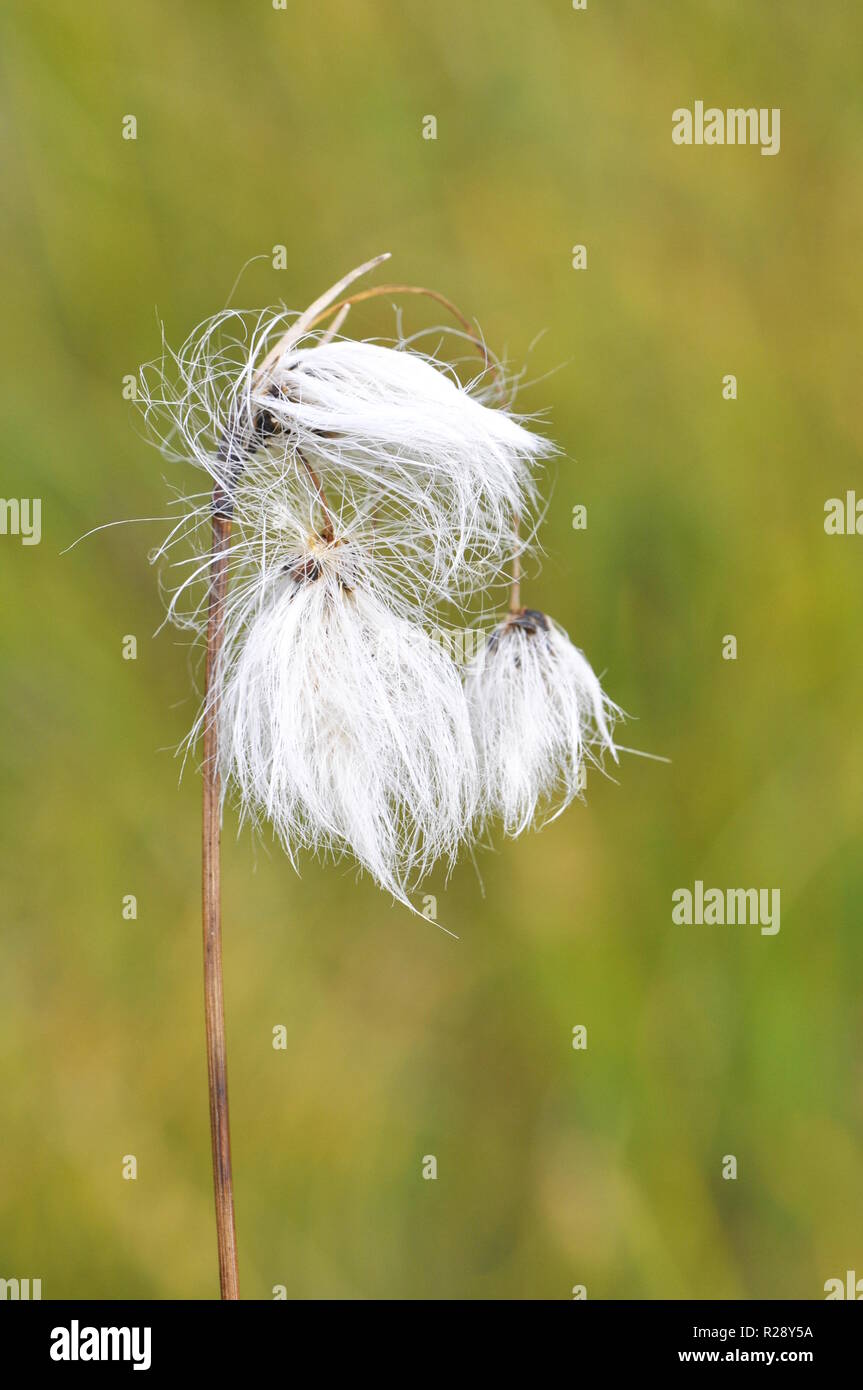 Cottongrass Eriophorum closeup Stock Photo