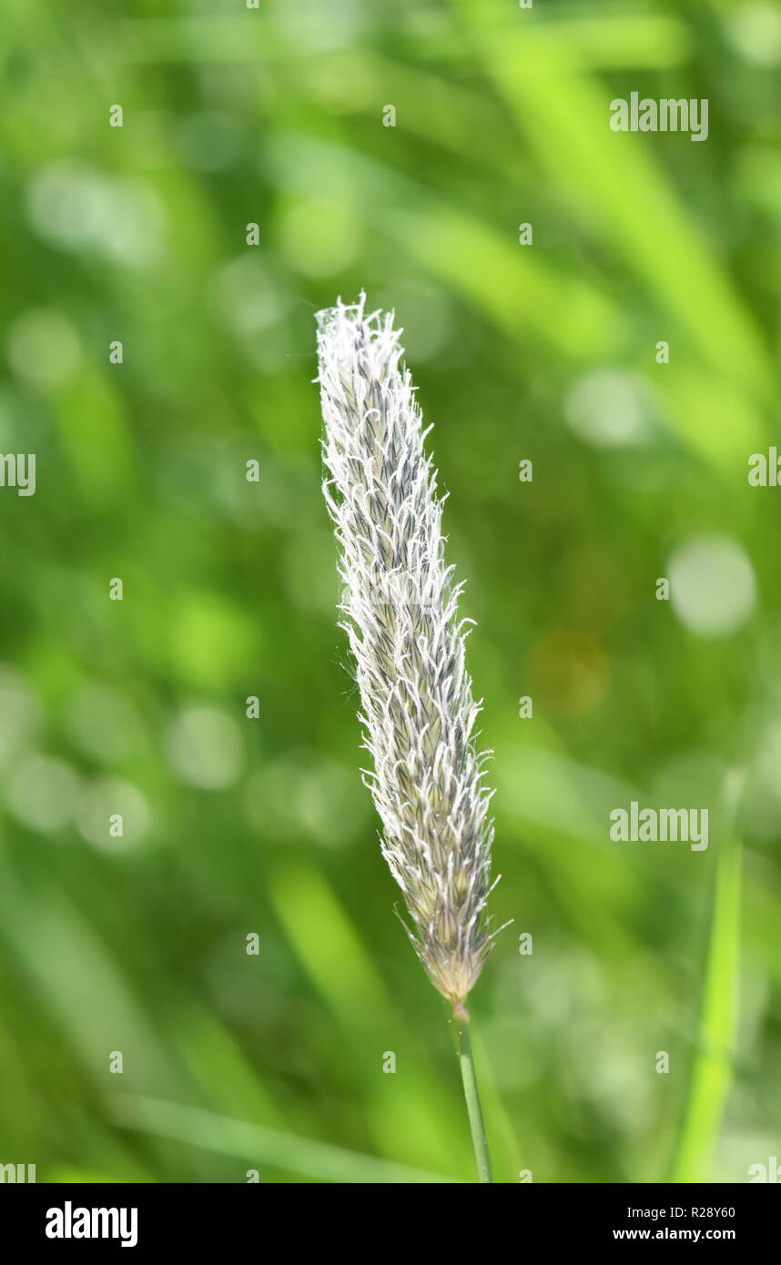 Closeup on flower of field meadow foxtail grass Stock Photo