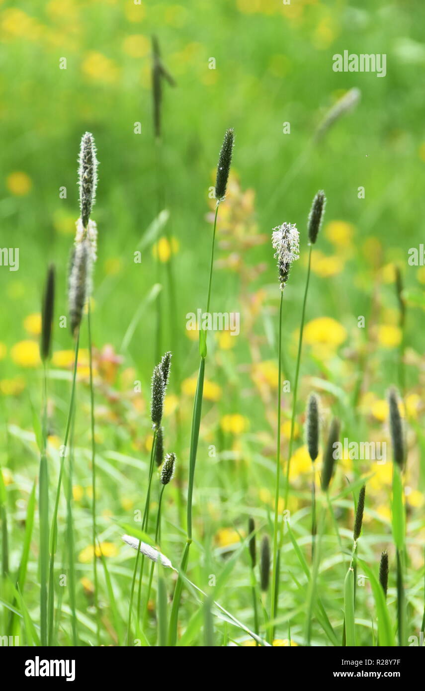 Meadow with foxtail grass Alopecurus pratensis and buttercup flowers Stock Photo