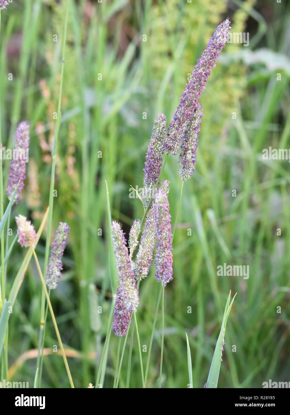 Foxtail grass full of pollen Stock Photo