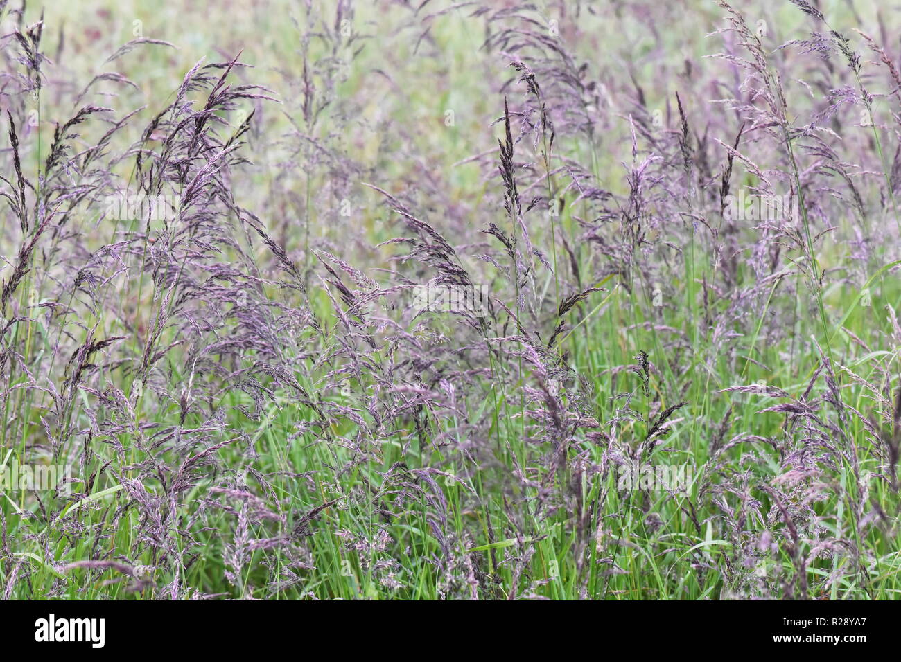 The bunch grass Festuca rubra in a natural field Stock Photo