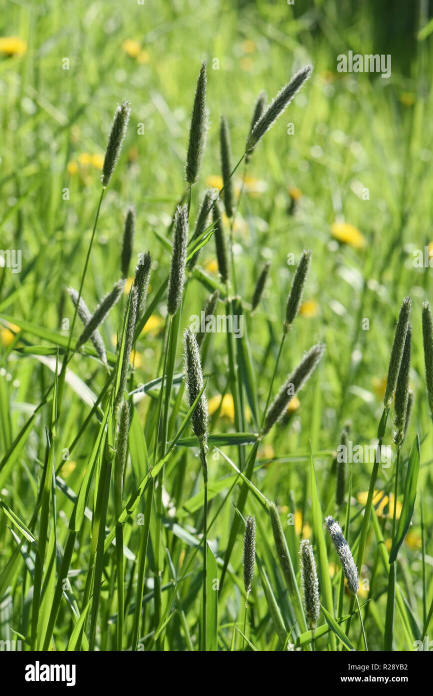 Field meadow foxtail grass Alopecurus pratensis Stock Photo