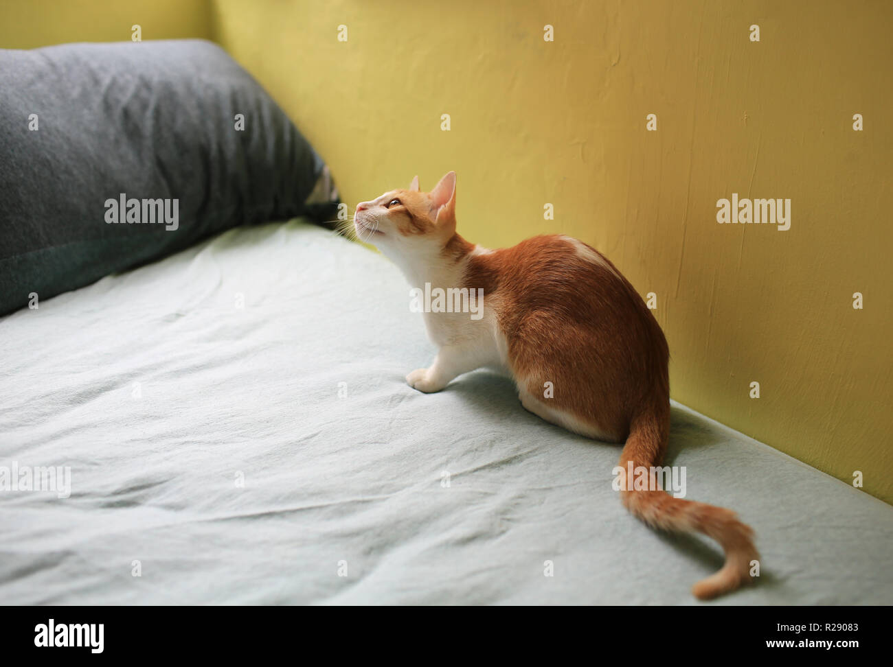 Ginger cat ready to jump Stock Photo