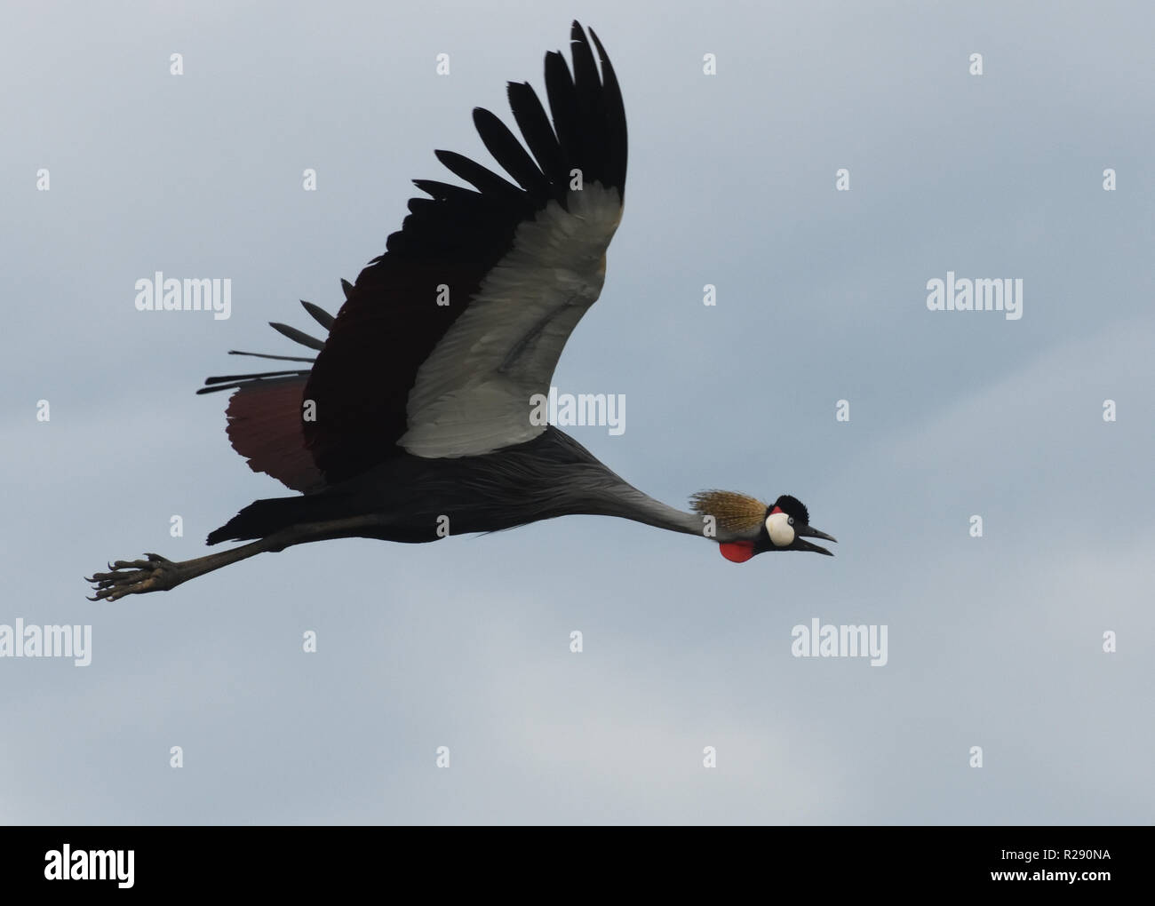 A grey crowned crane (Balearica regulorum) in flight over Lake Victoria
