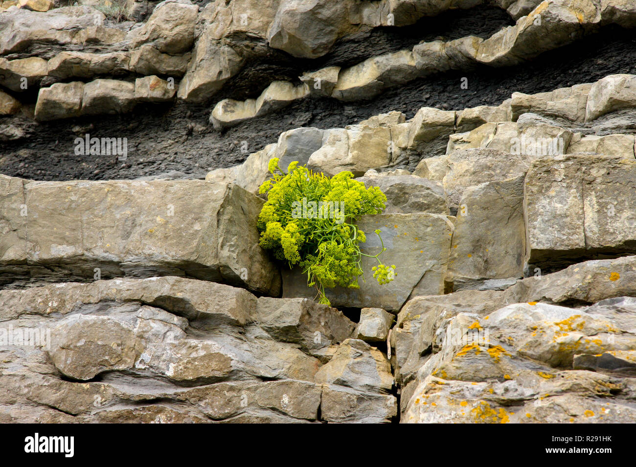 Layers of rock strata in the unstable cliff face at Nash Point, South Wales, UK Stock Photo