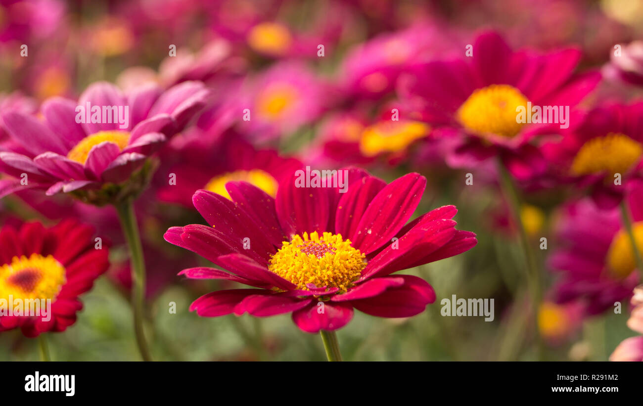 Group of red daisies Stock Photo Alamy