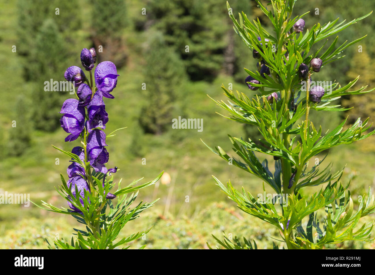 Cluster of mountain flowers of blue color Stock Photo