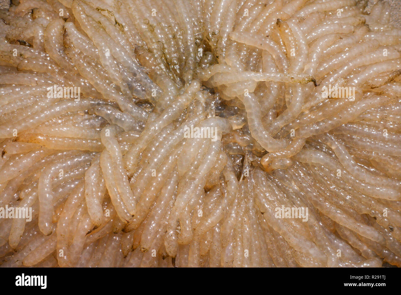 A close up of a mass of squid eggs washed up on a beach in West Wales, UK Stock Photo