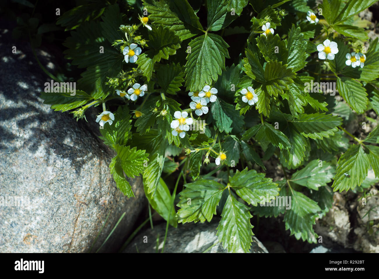 Blooming strawberry on a garden bed Stock Photo - Alamy