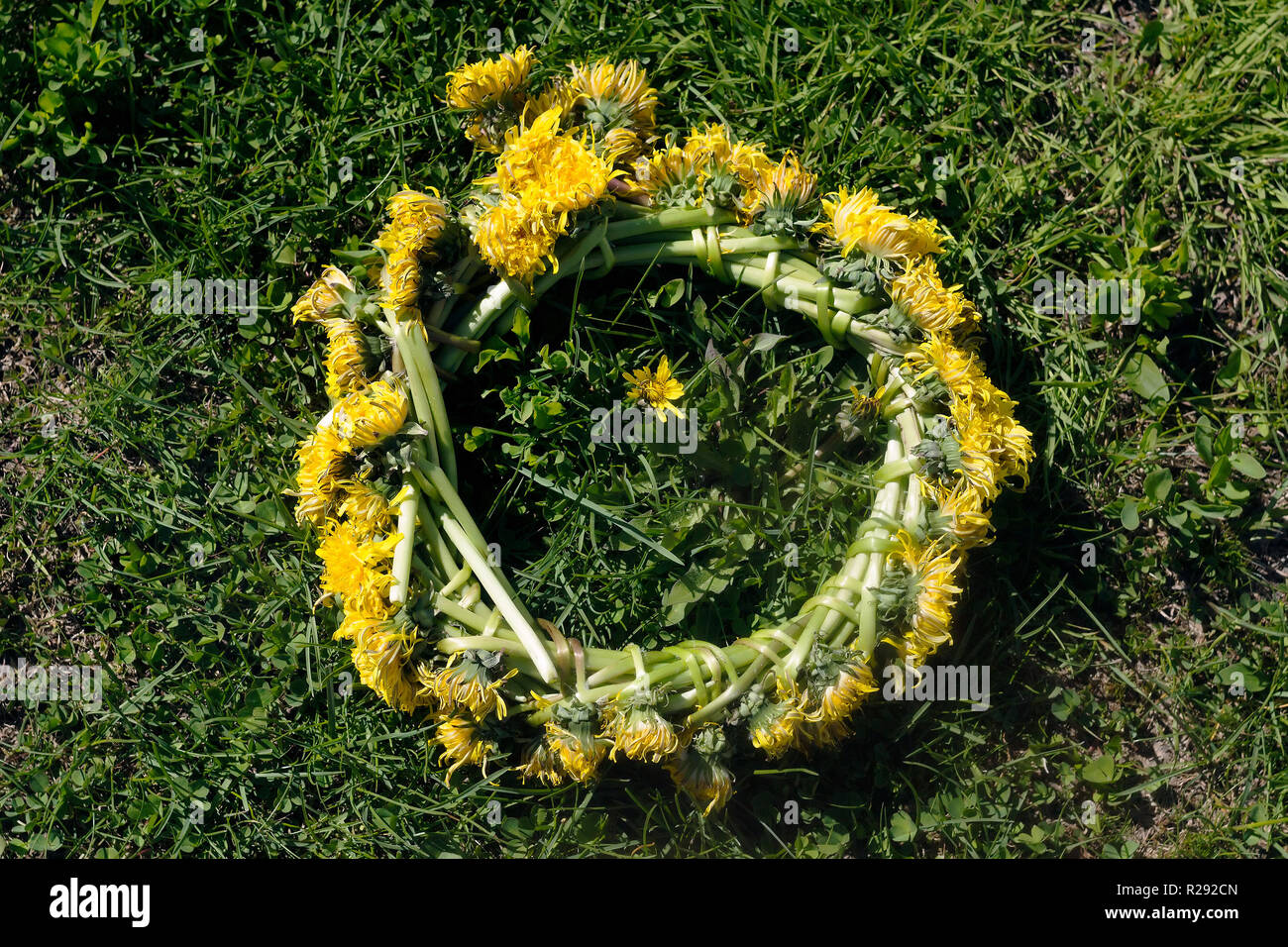 Old dandelion wreath lying on the ground Stock Photo