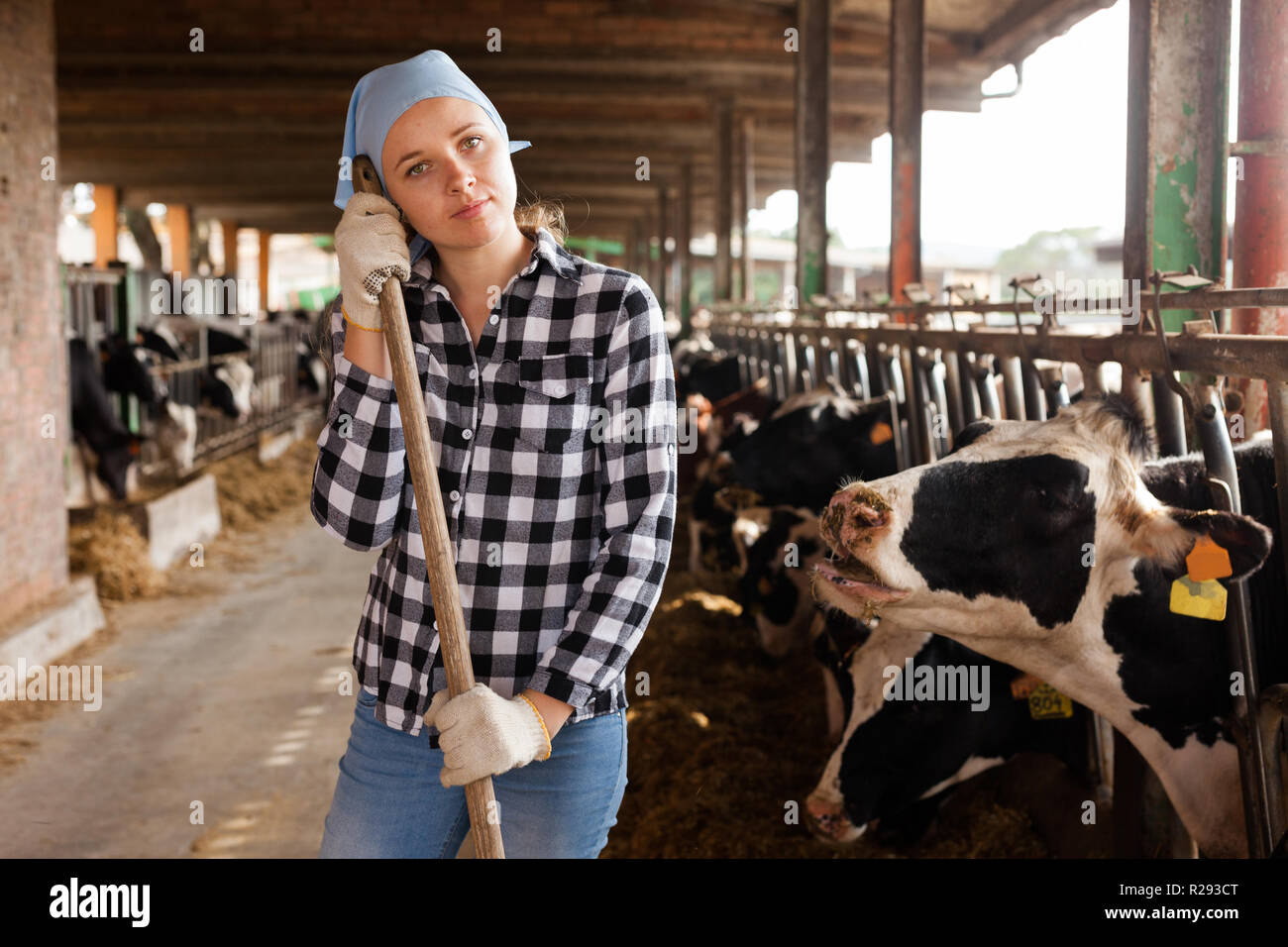 Young positive woman taking care of cows on cowshed Stock Photo - Alamy