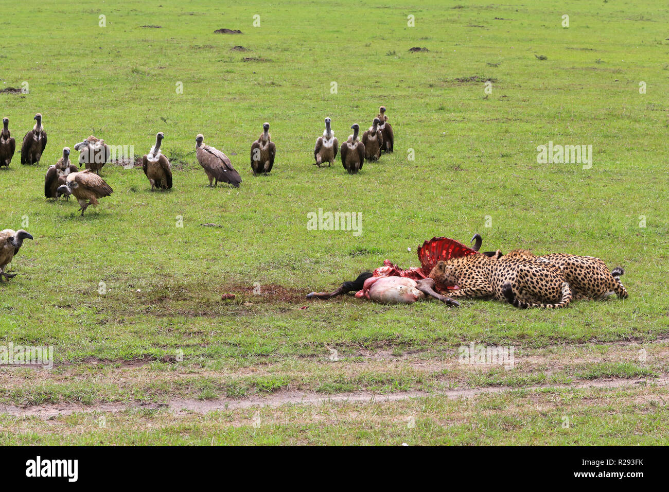 Five cheetahs are feeding off a wildebeest they killed in the grasslands in Masai Mara Game Park, Narok County, Kenya. Vultures are gathering nearby. Stock Photo