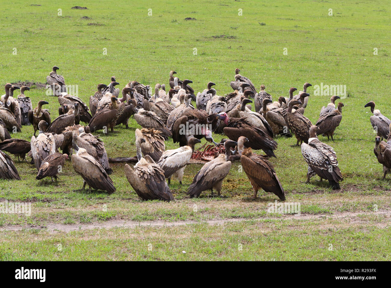 Vultures are scavenging off a wildebeest carcass from a kill by five cheetahs in Masai Mara Game Park, Narok County, Kenya. Stock Photo