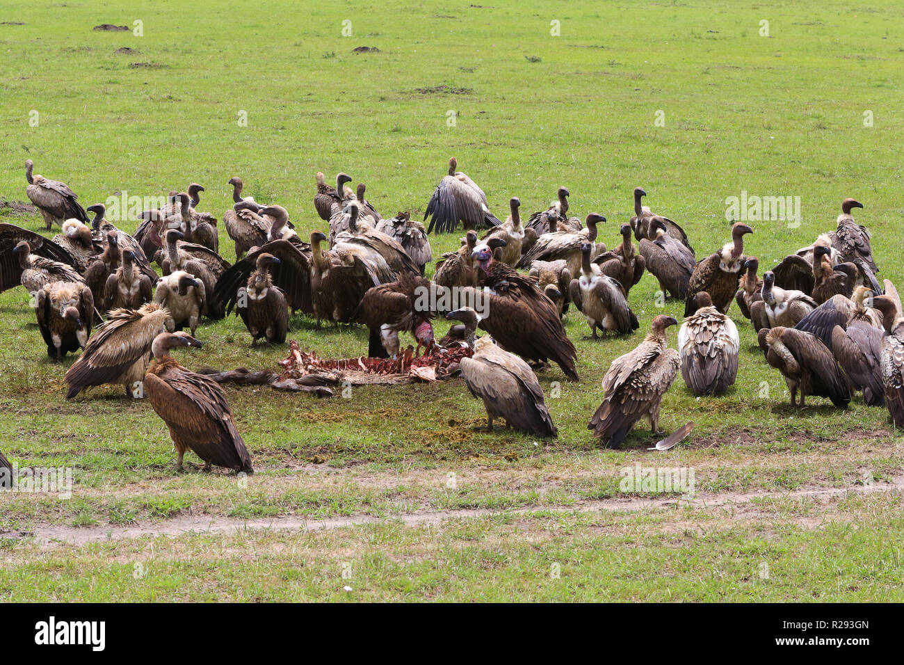 Vultures are scavenging off a wildebeest carcass from a kill by five cheetahs in Masai Mara Game Park, Narok County, Kenya. Stock Photo