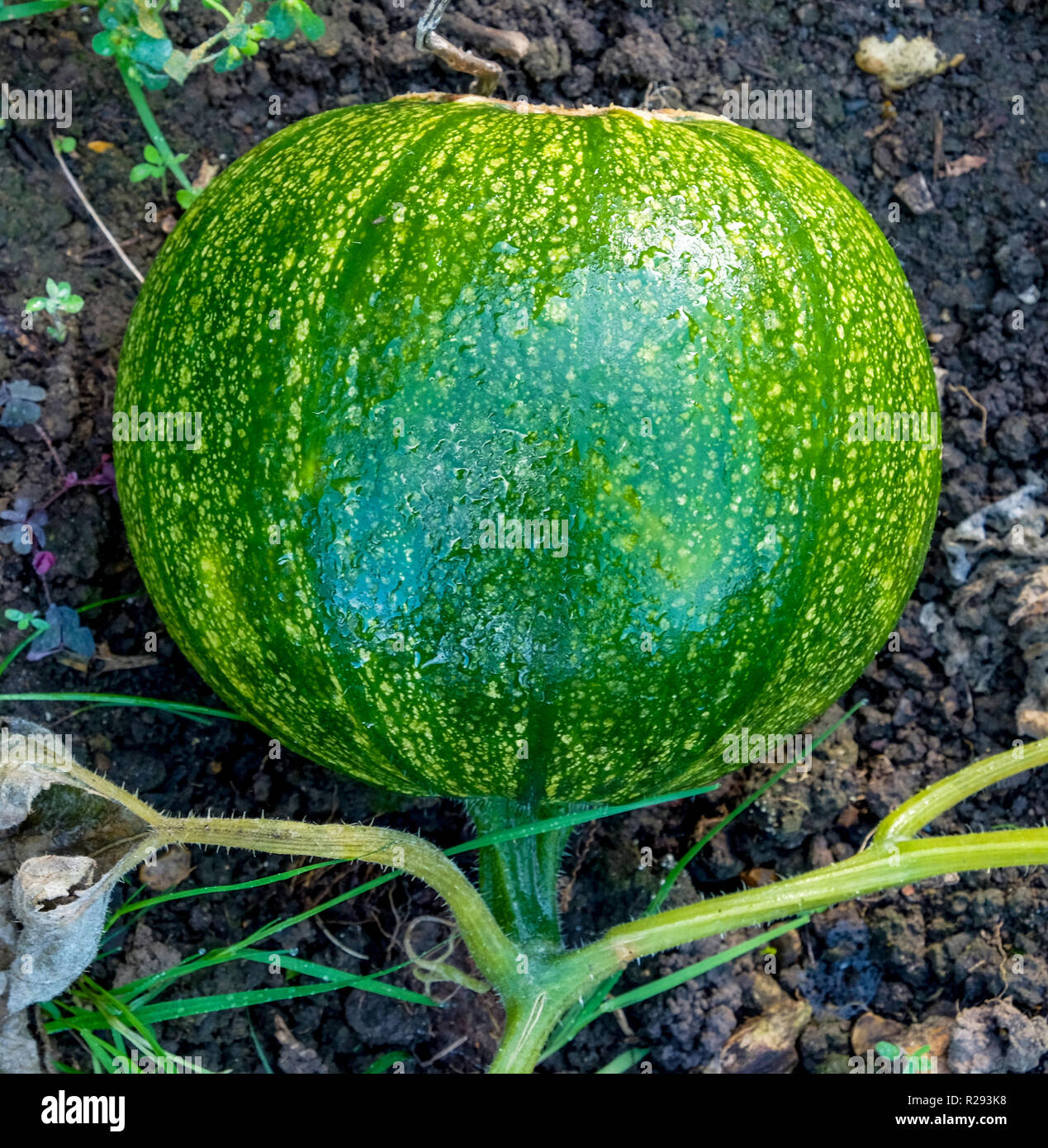A green round pumpkin growing on brown soil in a vegetable patch Stock Photo