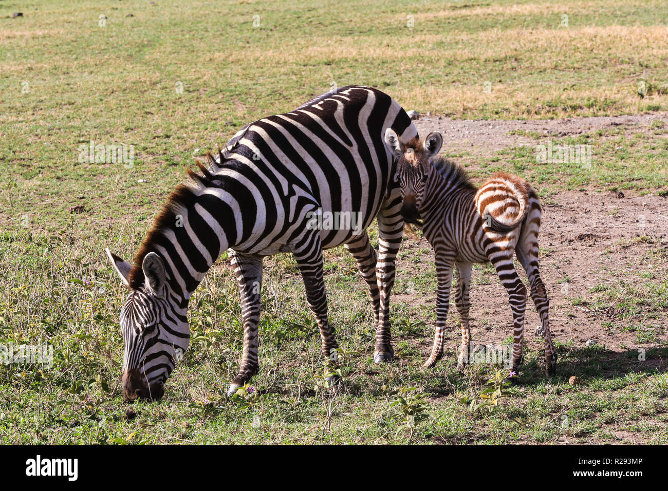 A zebra mother and baby at Ngorongoro Conservation Area, Arusha Region, Tanzania. Stock Photo