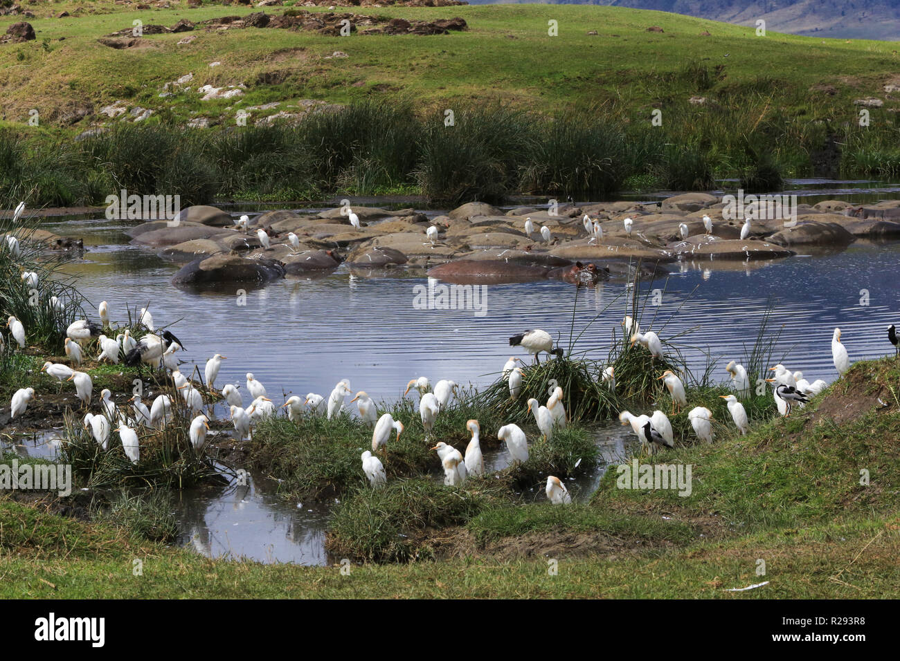 Birds and hippos at a waterhole at Ngorongoro Conservation Area, Arusha Region, Tanzania. Stock Photo