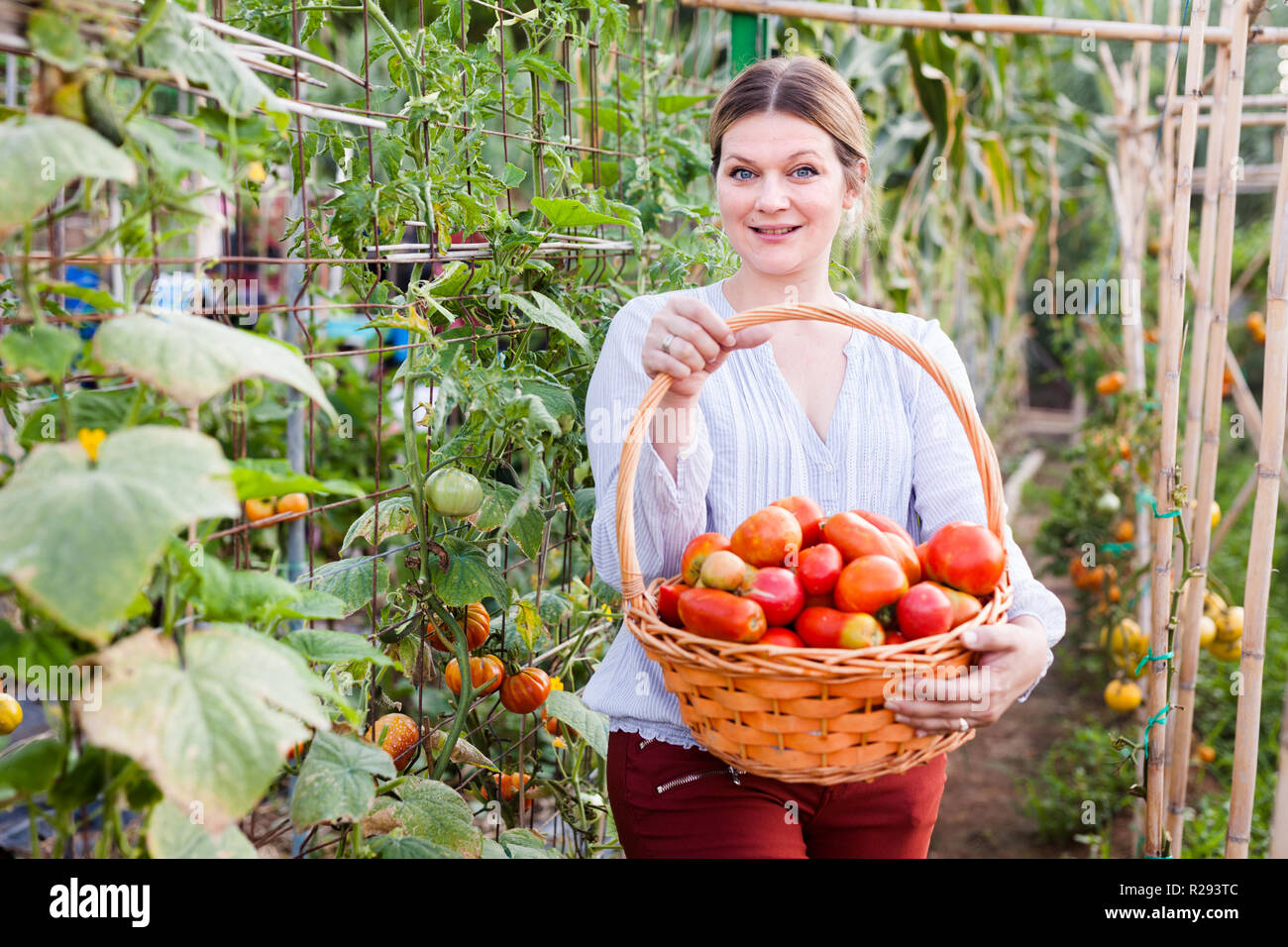Young woman farmer holding basket with harvest of tomatoes in sunny ...
