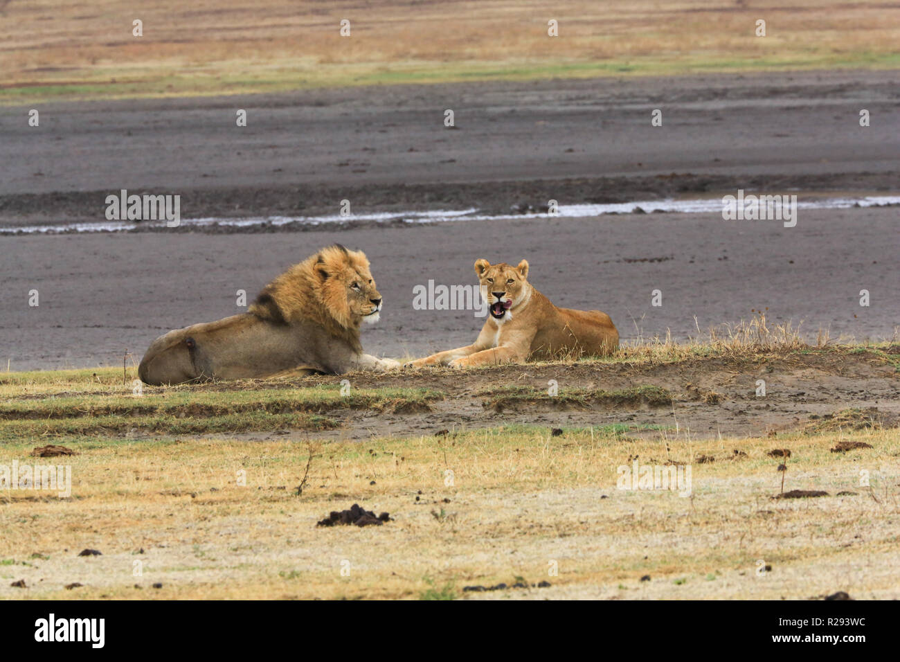 A lion and lioness preparing to mate at Ngorongoro Conservation Area, Arusha Region, Tanzania. Stock Photo