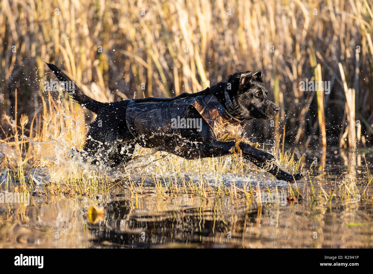 A Black lab leaping and running into the water for a retrieve Stock Photo