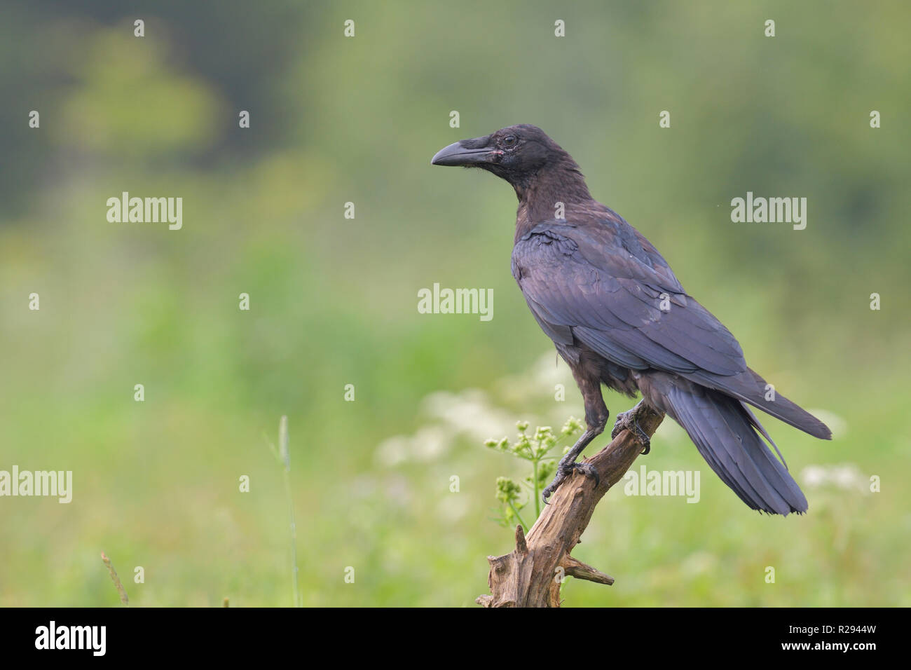 Common raven (Corvus corax) on tree stump, Tyrol, Austria Stock Photo