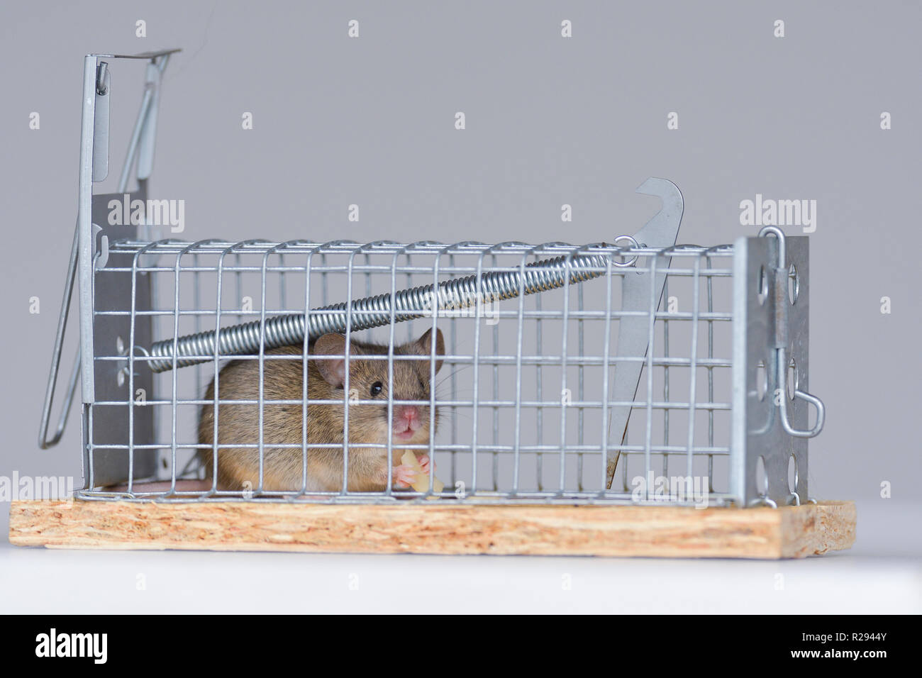 Wood Mouse Live Trap Stock Photo 2293178345