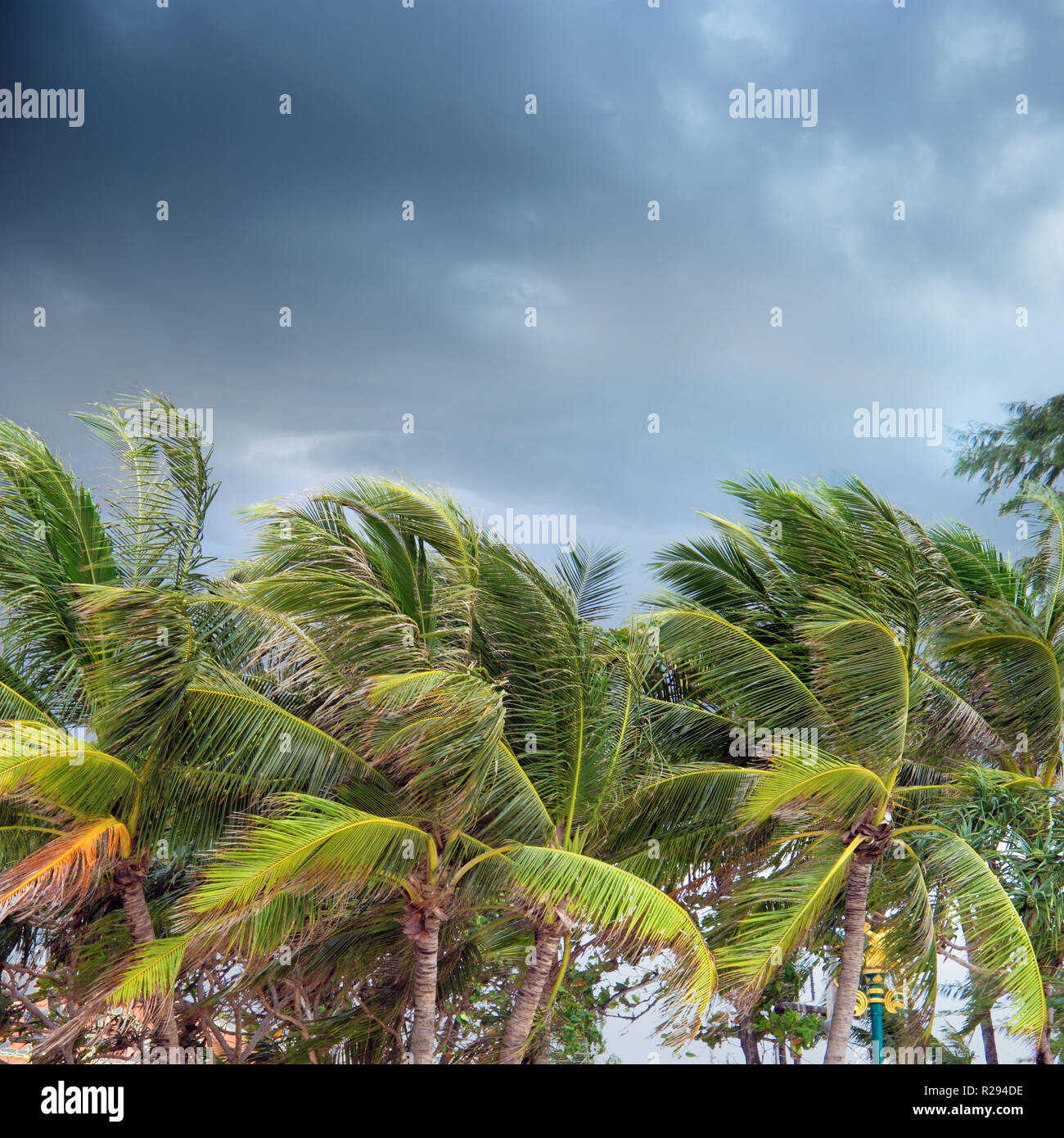 Blowing trees in a storm rain hi-res stock photography and images - Alamy