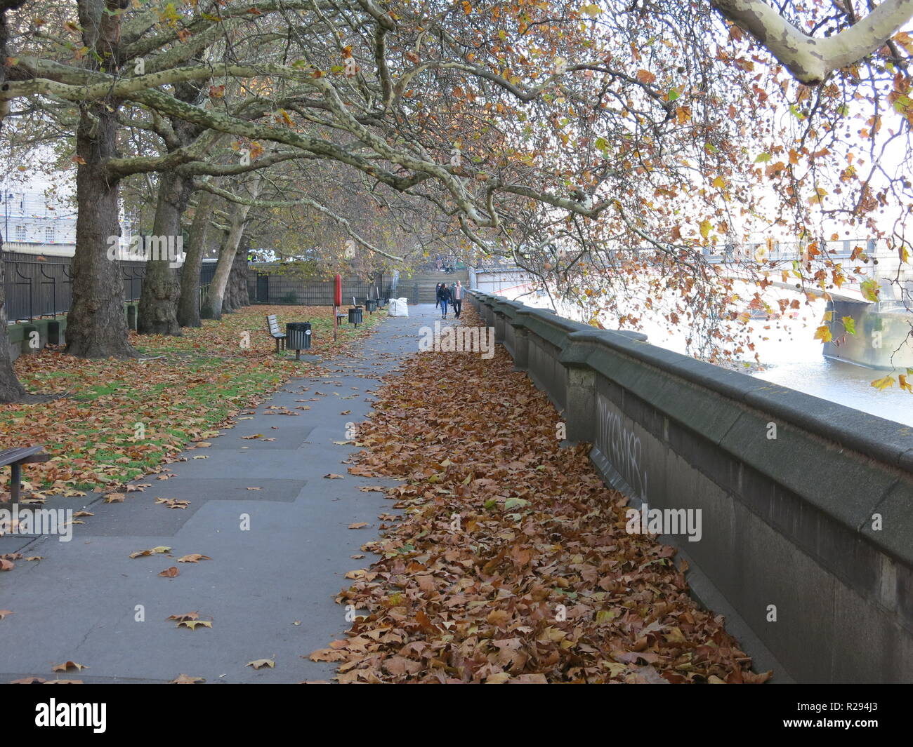 A view along the embankment between Lambeth and Westminster bridges, with the fallen leaves of autumn mounting up on the walkway; River Thames, London Stock Photo