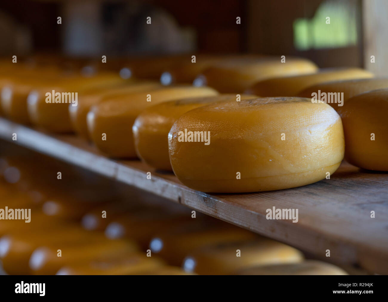 Lines of round cheese in cheese factory with shallow depth of field. Stock Photo