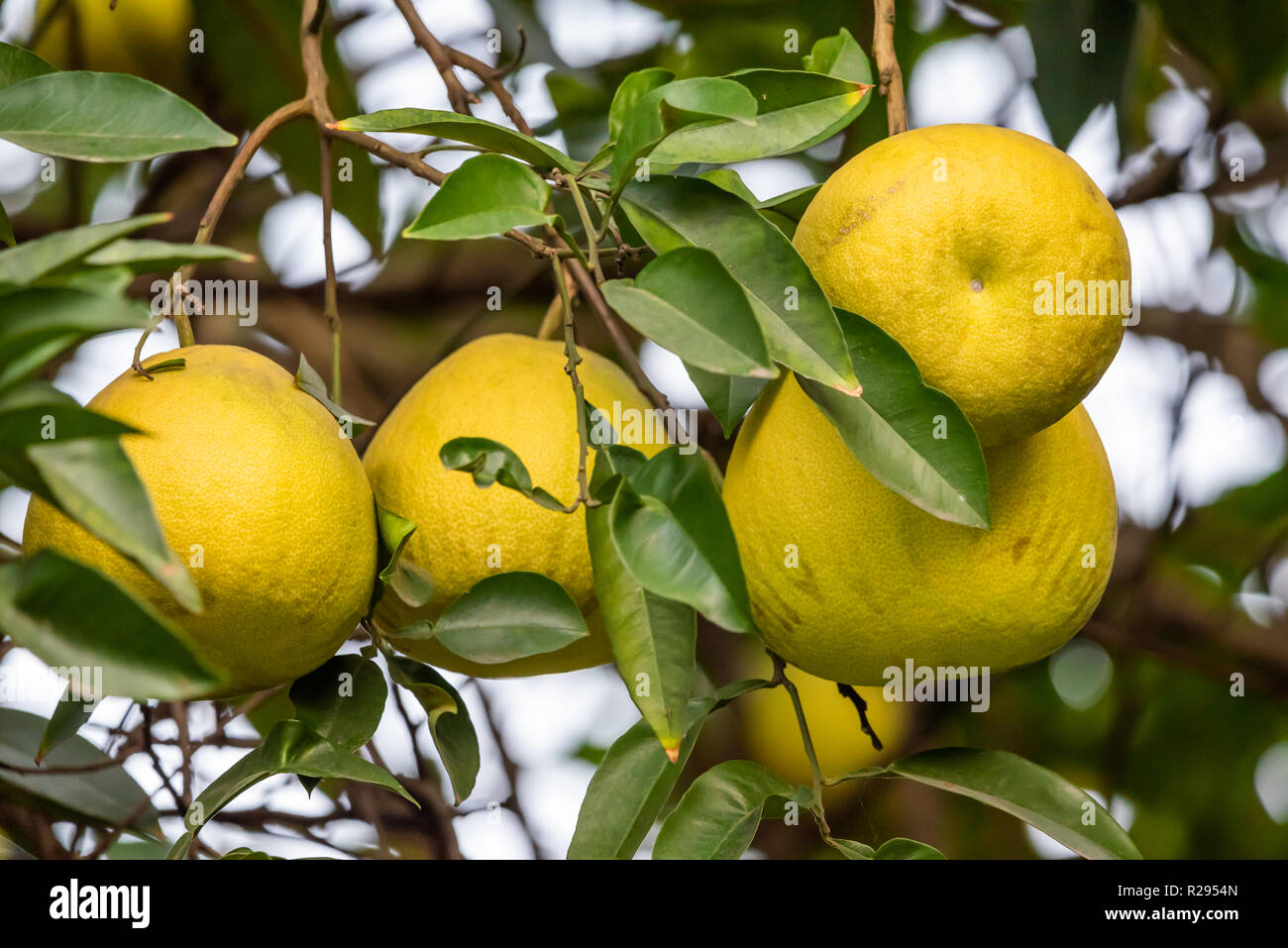 Pomelo tree hires stock photography and images Alamy