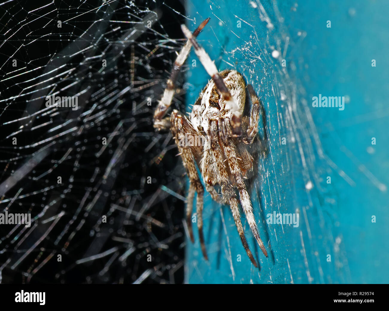 Macro Photography of Spiders are on the Web Stock Photo - Alamy