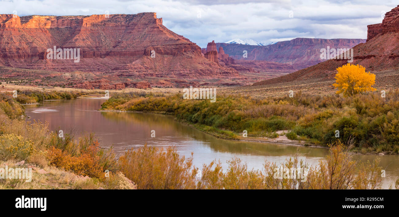 A lone, brilliantly yellow cottonwood tree along the Colorado River upstream from Fisher Towers and the Professor Valley, Utah. Stock Photo